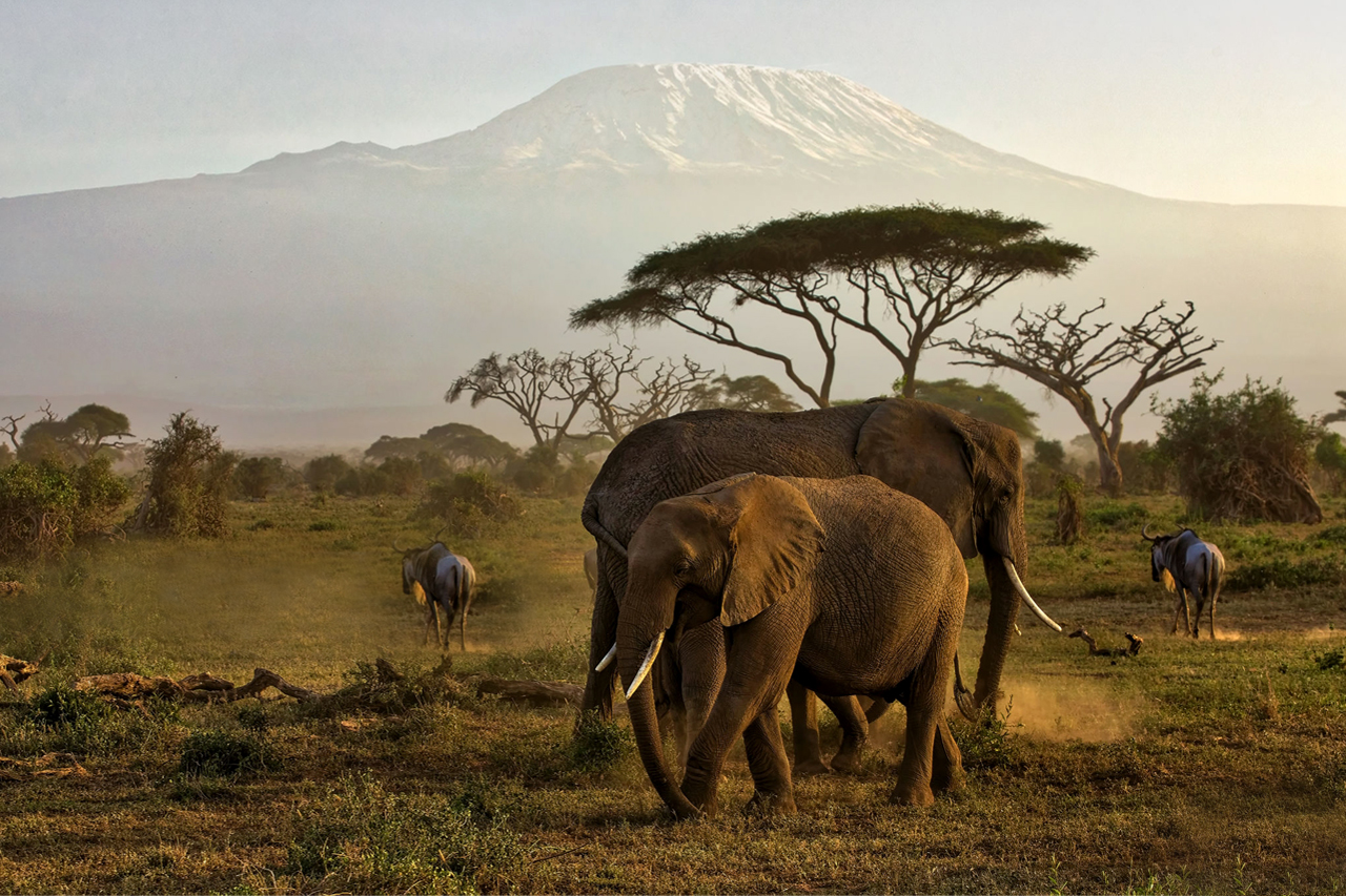 Tanzania Safaris Tour