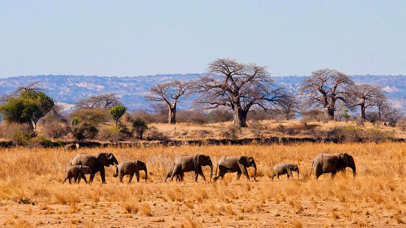 Tanzania Uganda Wildlife Safari Tour