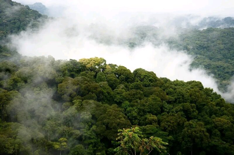 Bwindi Gorilla Safari Uganda