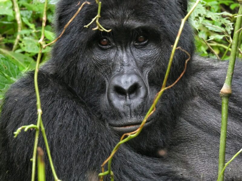 Rwanda Gorilla Trekking Tour