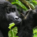 Uganda Wildlife Primate Safari