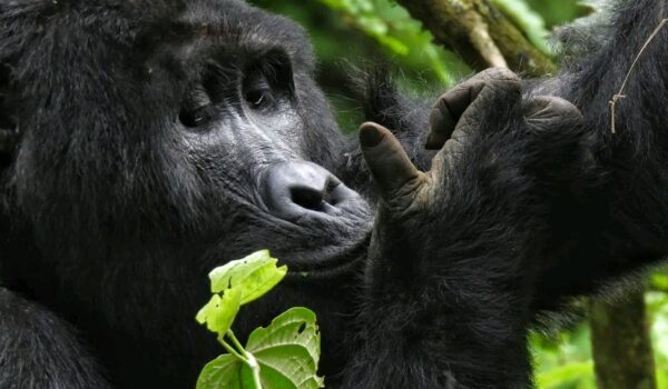 Uganda Wildlife Primate Safari