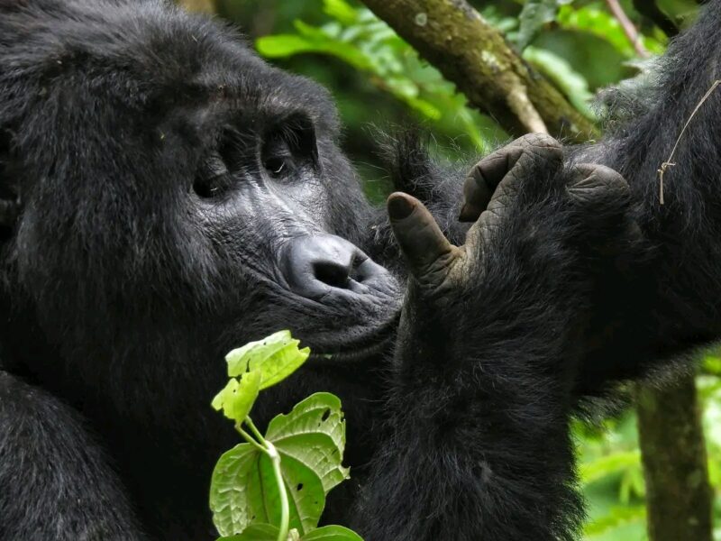Uganda Wildlife Primate Safari