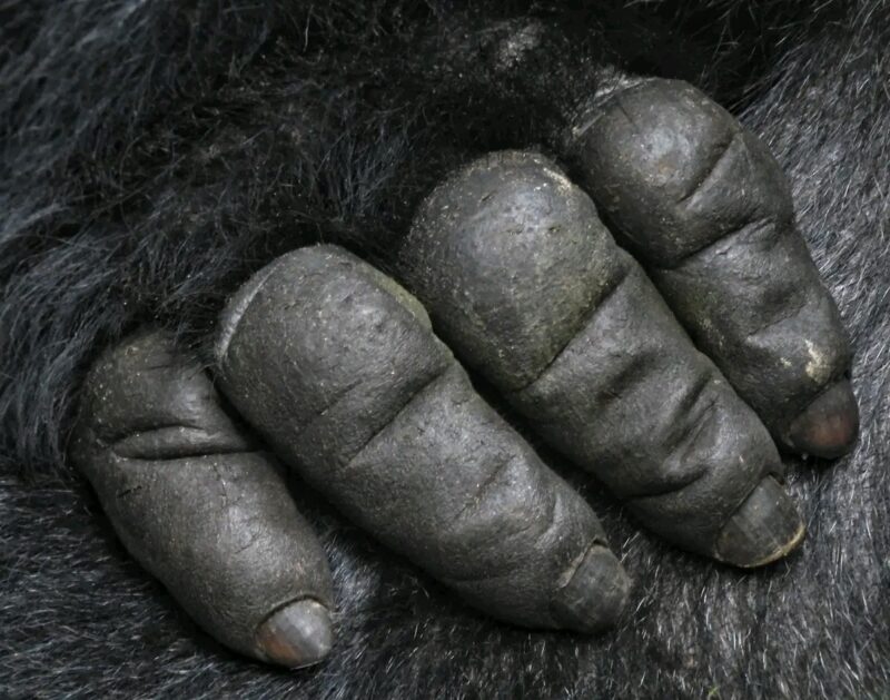 Uganda Wildlife Gorilla Safari