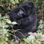 Rwanda Golden Monkey Tour