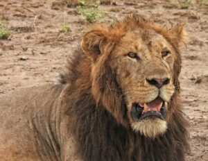 Amboseli National Park