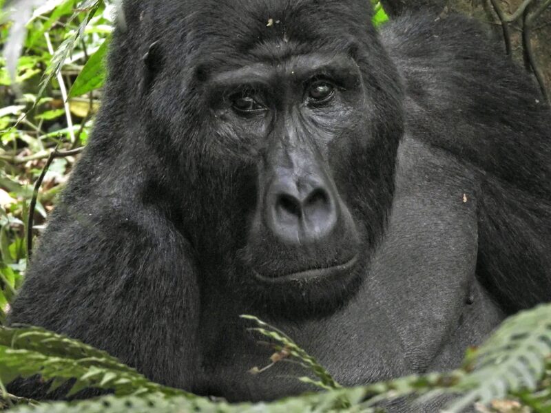Uganda Rwanda Wildlife Safari