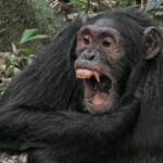Rwanda Gorilla Trekking Safaris Tour