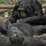 Uganda Wildlife Chimpanzee Trip