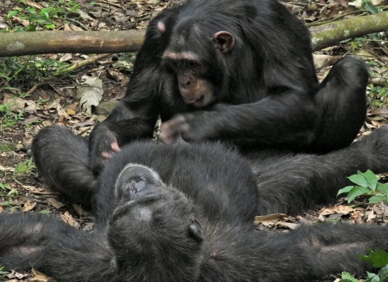 Uganda Wildlife Chimpanzee Trip
