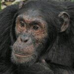 Chimpanzee Trekking Rwanda Safari