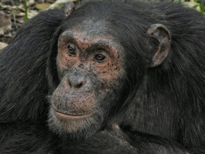 Chimpanzee Trekking Rwanda Safari