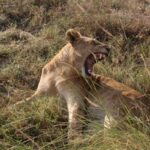 Kenya’s Finest Wildlife Safari